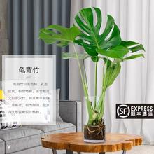 龟背竹大型盆栽