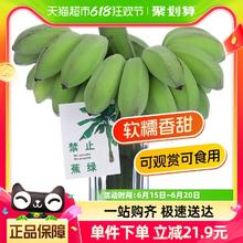 禁止蕉绿 水培苹果蕉 1件装 约7斤