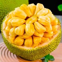 瑞生祥 海南老树菠萝蜜 15-20斤