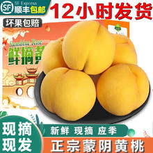 水果蔬菜 新鲜蒙阴黄桃 1500g A+级大果
