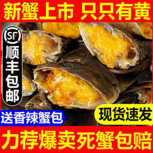 妮姬 鲜活大闸蟹 六月黄