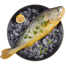 20号20点 限量300条：莫尔加德 黄花鱼 新鲜宁德大黄鱼  大黄鱼(500-400g/条)*3条