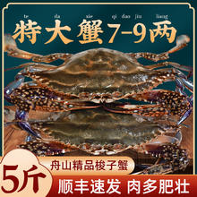 鲜喜利 梭子蟹鲜活特大野生舟山大螃蟹海鲜新鲜冷冻海蟹水产飞蟹白蟹