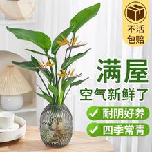 忻朵 水培天堂鸟盆栽 富贵竹60cm 10颗