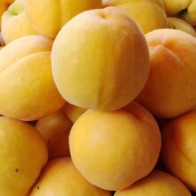 燕伏酿山西新鲜黄桃黄金蜜桃 带箱5斤中果