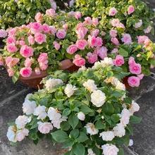 重瓣凤仙花籽混色100粒+花肥送赠品