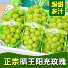 橙央 阳光玫瑰 葡萄 3斤装（单果6-12g）