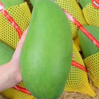 特级果 青皮金煌芒 特大果 （单果500g-1000g） 拍2件合发一箱9斤
