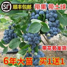 爱你一万年 蓝莓树果苗蓝莓苗盆栽地栽果苗带大果南北方种植苗兔眼绿宝石果树