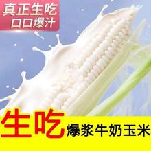 颐方集 菊花决明子茶5g*30包
