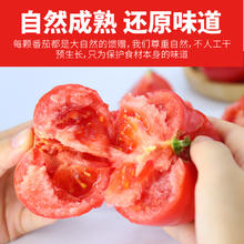 88VIP会员：哪咤豆豆 沙瓤粉番茄 5斤