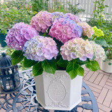 爱你一万年 绣球花苗盆栽花卉无尽夏绣球花盆栽 6彩虹【原盆土包开花】