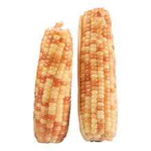 6日0点、plus会员：相遇红颜 云南西双版纳香糯小花糯玉米整箱 2500g 10-15根