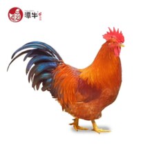 PLUS会员:潭牛小公鸡 海南文昌鸡 整鸡1kg*4件