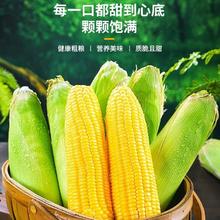 南方姑娘 云南金银水果玉米 5斤