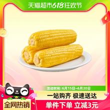 88VIP会员：喵满分 东北黄糯玉米 220g*8根