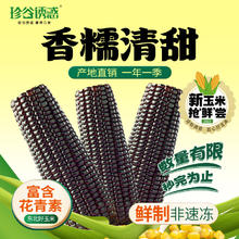 珍谷诱惑 黑糯玉米8支×200g