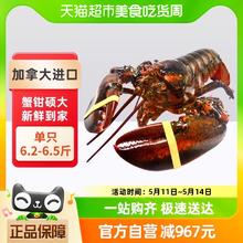 88VIP会员：渔传播 包邮渔传播波士顿龙虾加拿大进口海鲜单只6.2-6.5斤包鲜不包活