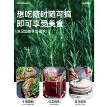 花下居 可食用迷迭香盆栽室内驱蚊植物绿植客厅净化空气花卉阳台办公室