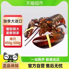 88VIP会员：渔传播 波士顿龙虾 450-550g