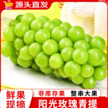 PLUS会员！特大果 阳光玫瑰 葡萄净重2.25斤（单果10-18g）
