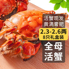 乾澄 大闸蟹鲜活现货 公3.0-3.3两母2.0-2.3两 8只4对 去绳生鲜螃蟹河蟹礼盒