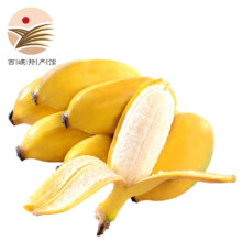 静益乐源 广西小米蕉 粉蕉 现摘现发 新鲜水果 5斤*2件