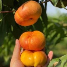 淘宝买菜 山东蒙阴彩虹黄油蟠桃 单果120g+/5斤