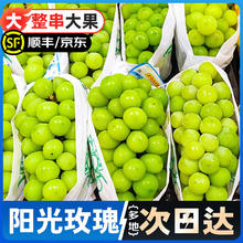 庾丰 阳光玫瑰葡萄礼盒 5斤装