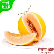 甘肃民勤蜜瓜 7-8斤 2-4粒装 新鲜水果 源头直发包邮