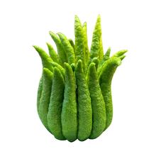 花点时间 佛手柑新鲜切枝室内植物水养绿植闻香观赏盆栽果天然香薰小