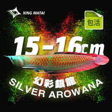 XINGMATAI 星马泰 中大型 幻彩银龙鱼 15-16cm 包活