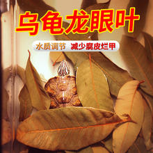 crazy aquatic plant 疯狂水草 乌龟 龙眼叶 免煮 50~60片