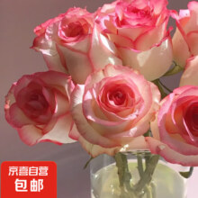 京东鲜花 鲜花玫瑰 16枝+送4枝（防损耗）