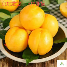 新鲜蒙阴黄油桃净重4.5斤+