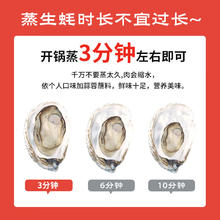 京鲜港 生蚝4斤 2XL 14-17只装 源头直发 露营烧烤