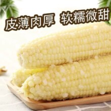 300g8根四平白糯玉米！
