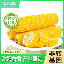 珍谷诱惑 东北糯玉米 真空玉米棒 黑龙江鲜食苞米 真空玉米杂粮 黄糯玉米8支