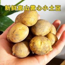 小覃同学 高山小土豆 黄心土豆 5斤