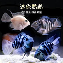 迷你鹦鹉 白+蓝迷你鹦鹉2-3cm5条