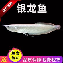 银龙鱼 观赏鱼 14-16cm 1条装