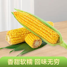 鲜玉米 3斤