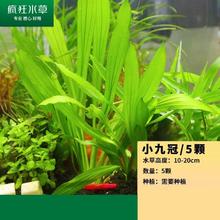 crazy aquatic plant 疯狂水草 新手推荐-小九冠水草 5颗