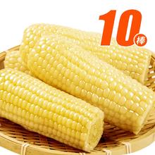 析芮 娃娃糯白玉米小棒 10根共2.2kg