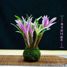 京东百亿补贴：春杰兰艺 七彩石斛 3苗+苔藓球+底座