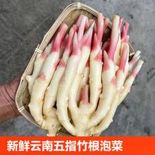 官补 云南仔姜新鲜嫩姜现挖生姜3斤