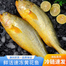 奇筝 新鲜特大黄花鱼鱼类海鲜水产鲜活冷冻大海鱼鲜鱼生鲜批发 大黄鱼（无冰）400-500克 *3