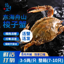 拾鲜生 舟山海捕梭子蟹 3斤 3-5两/只