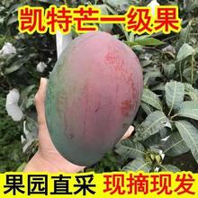 鼎鲜满 四川攀枝花凯特芒果 净重5斤