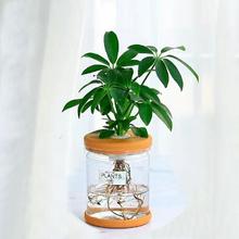 琢彩 水培室内植物盆栽 2颗绿萝